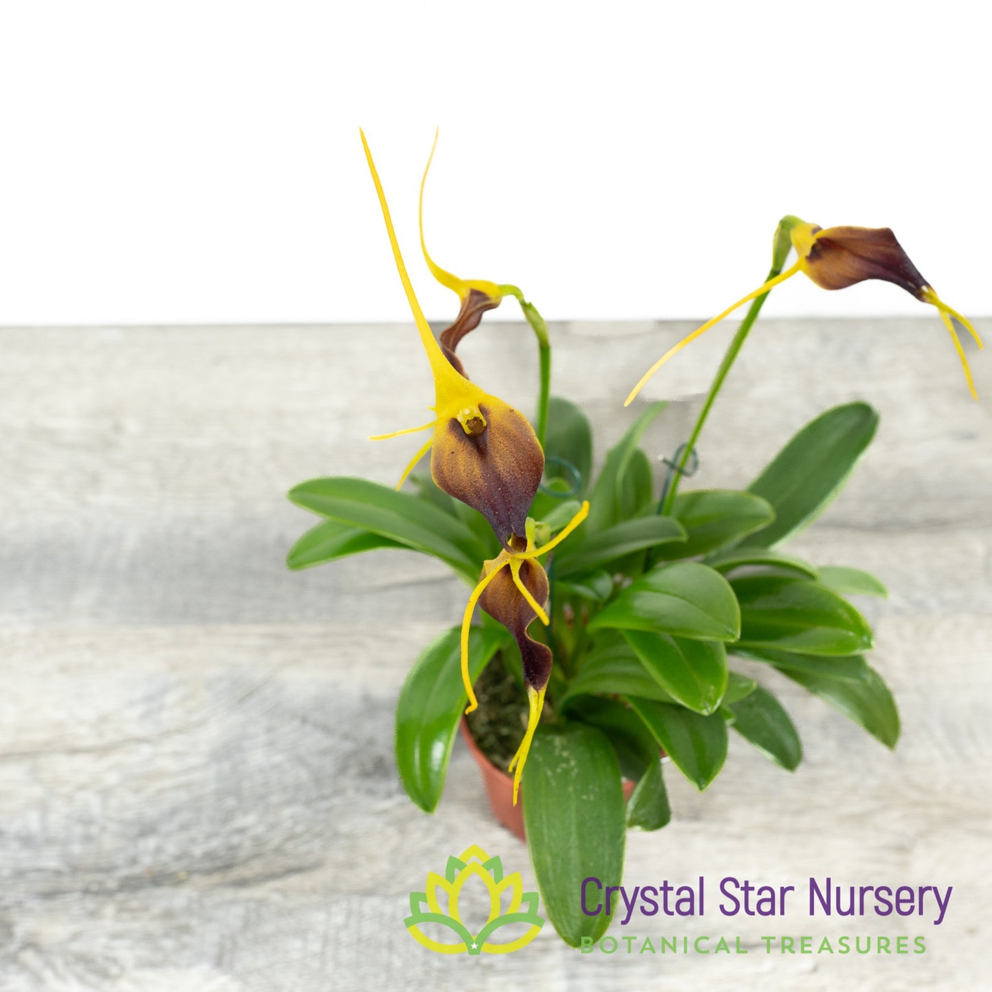 Masdevallia Phoebe X Tonduzii