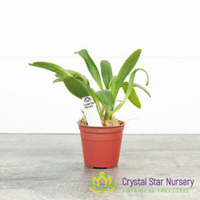 Masdevallia Phoebe X Tonduzii