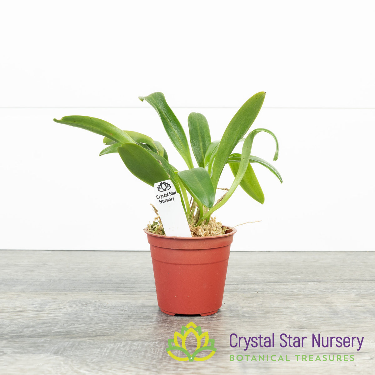 Masdevallia Phoebe X Tonduzii
