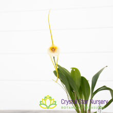 Masdevallia Impostor X Tonduzii