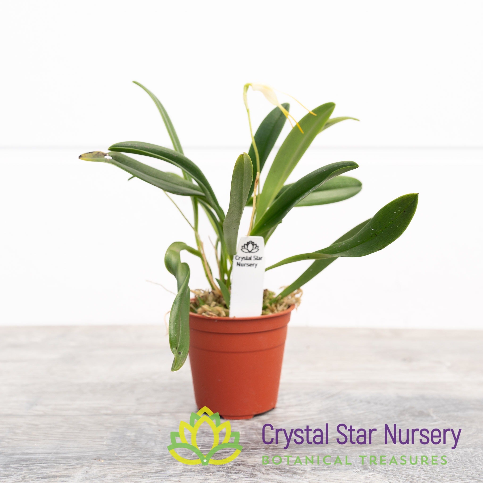 Masdevallia Mejiana x Geminiflora – Crystal Star Nursery