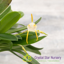 Masdevallia Mejiana x Geminiflora