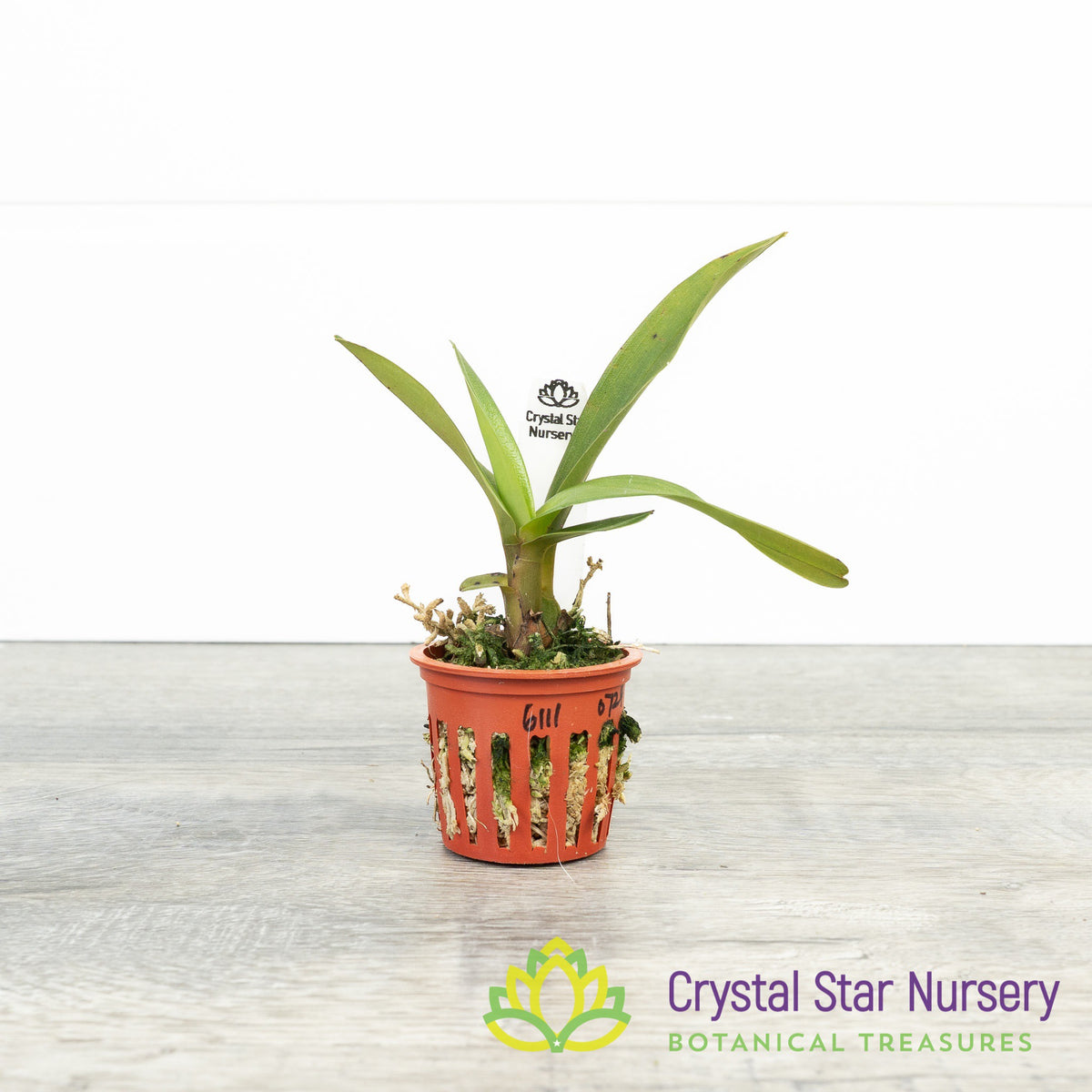 Maxillaria Scalariformis (6111)