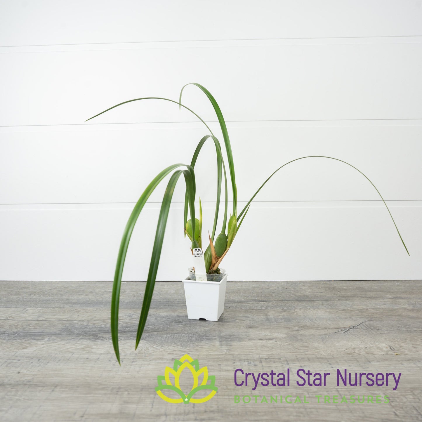 Maxillaria Tenuifolia