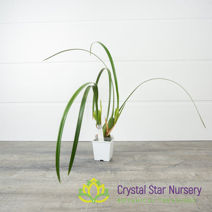 Maxillaria Tenuifolia