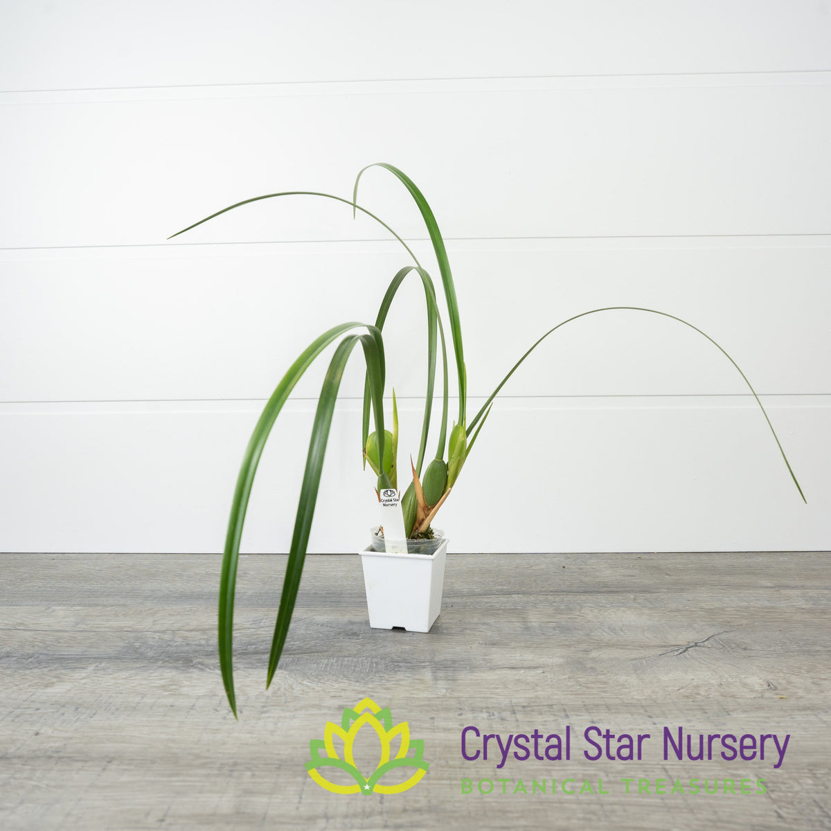 Maxillaria Tenuifolia