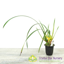 Maxillaria Tenuifolia f Albina