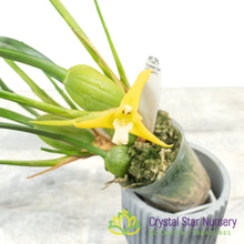 Maxillaria Tenuifolia f Albina