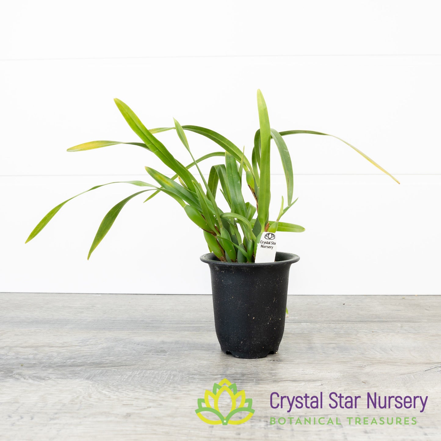 Maxillaria Variabilis