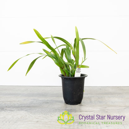 Maxillaria Variabilis