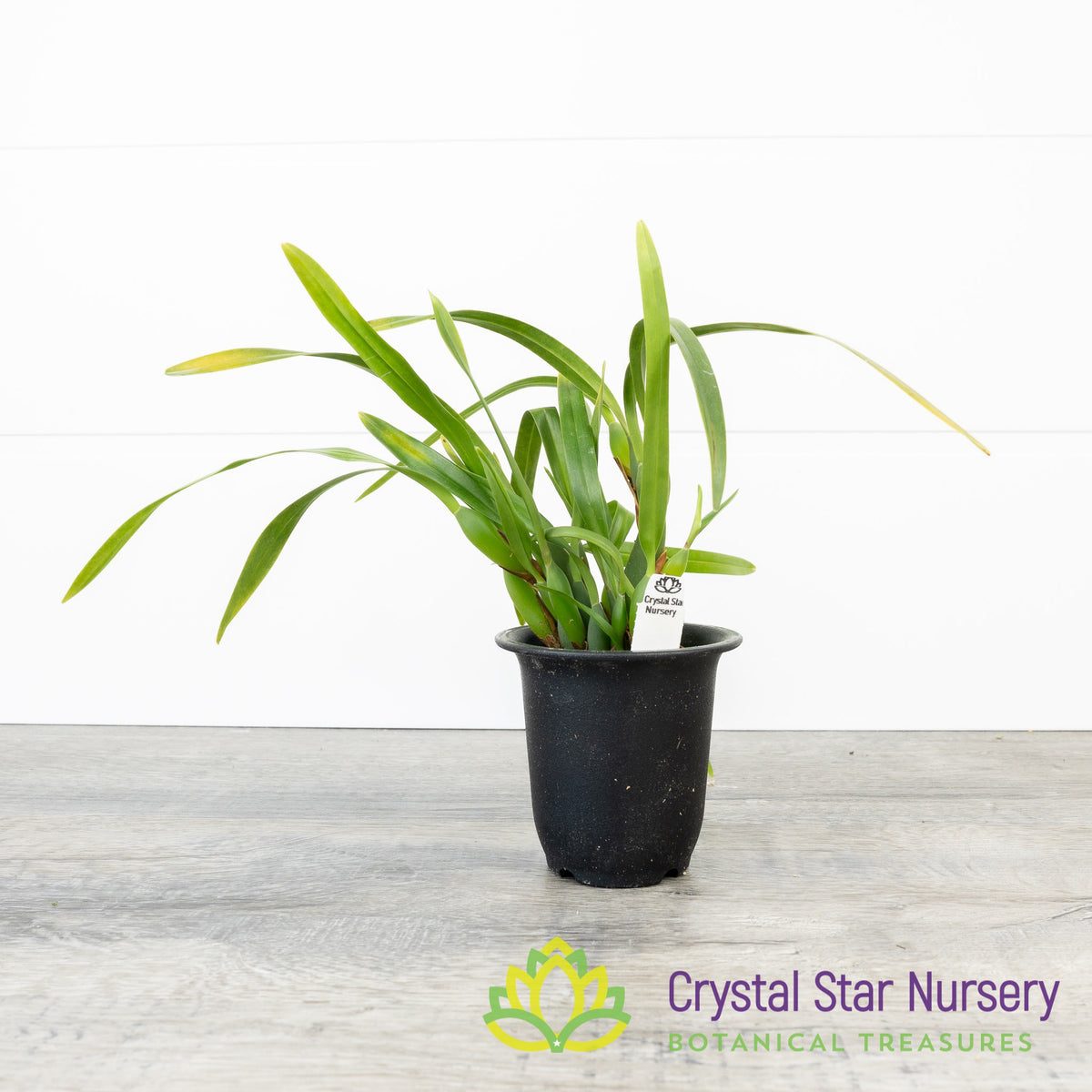 Maxillaria Variabilis
