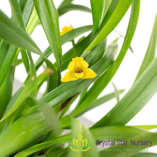 Maxillaria Variabilis