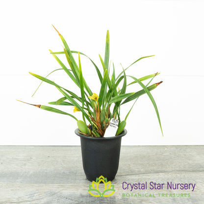 Maxillaria variabilis var. Yellow