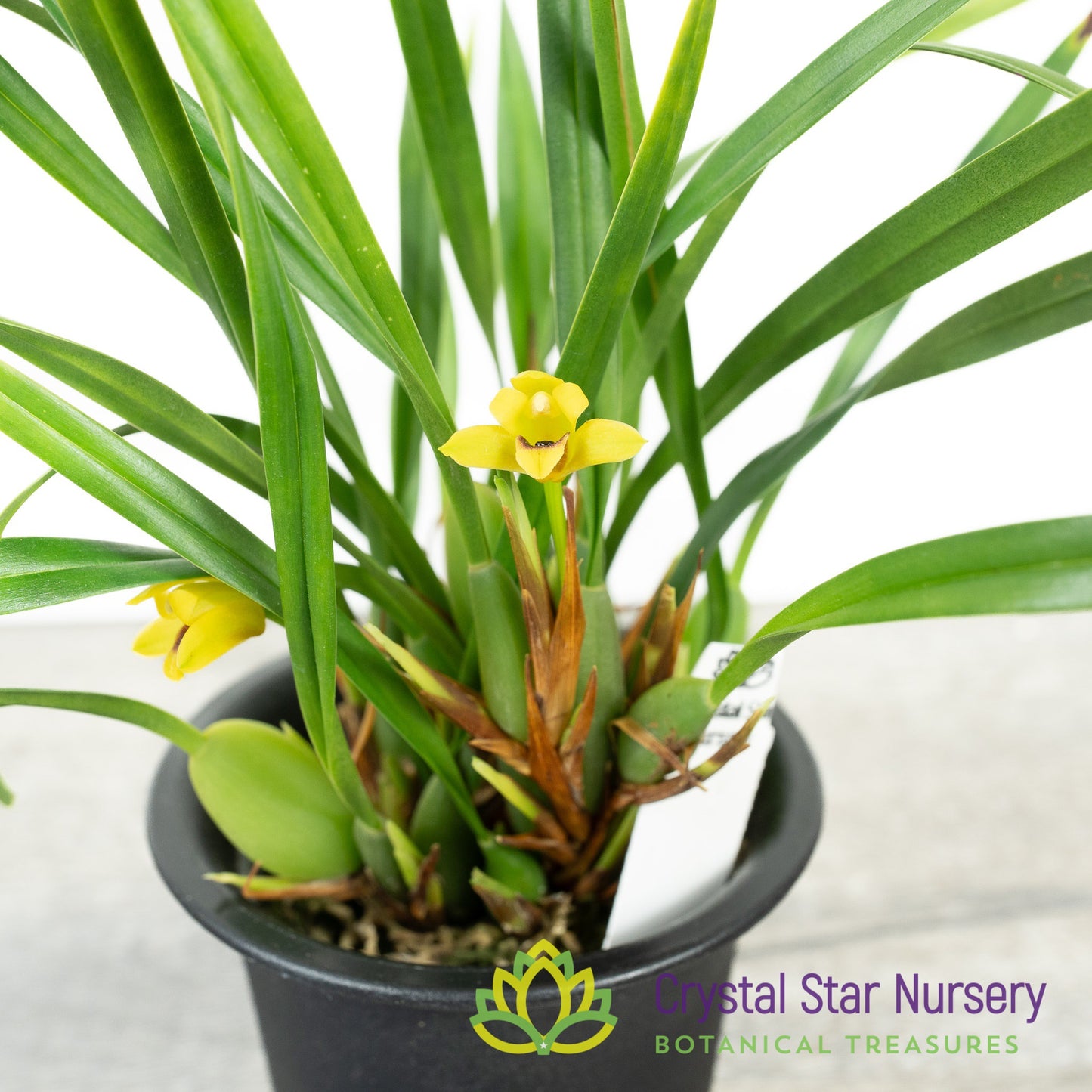 Maxillaria variabilis var. Yellow