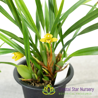 Maxillaria variabilis var. Yellow