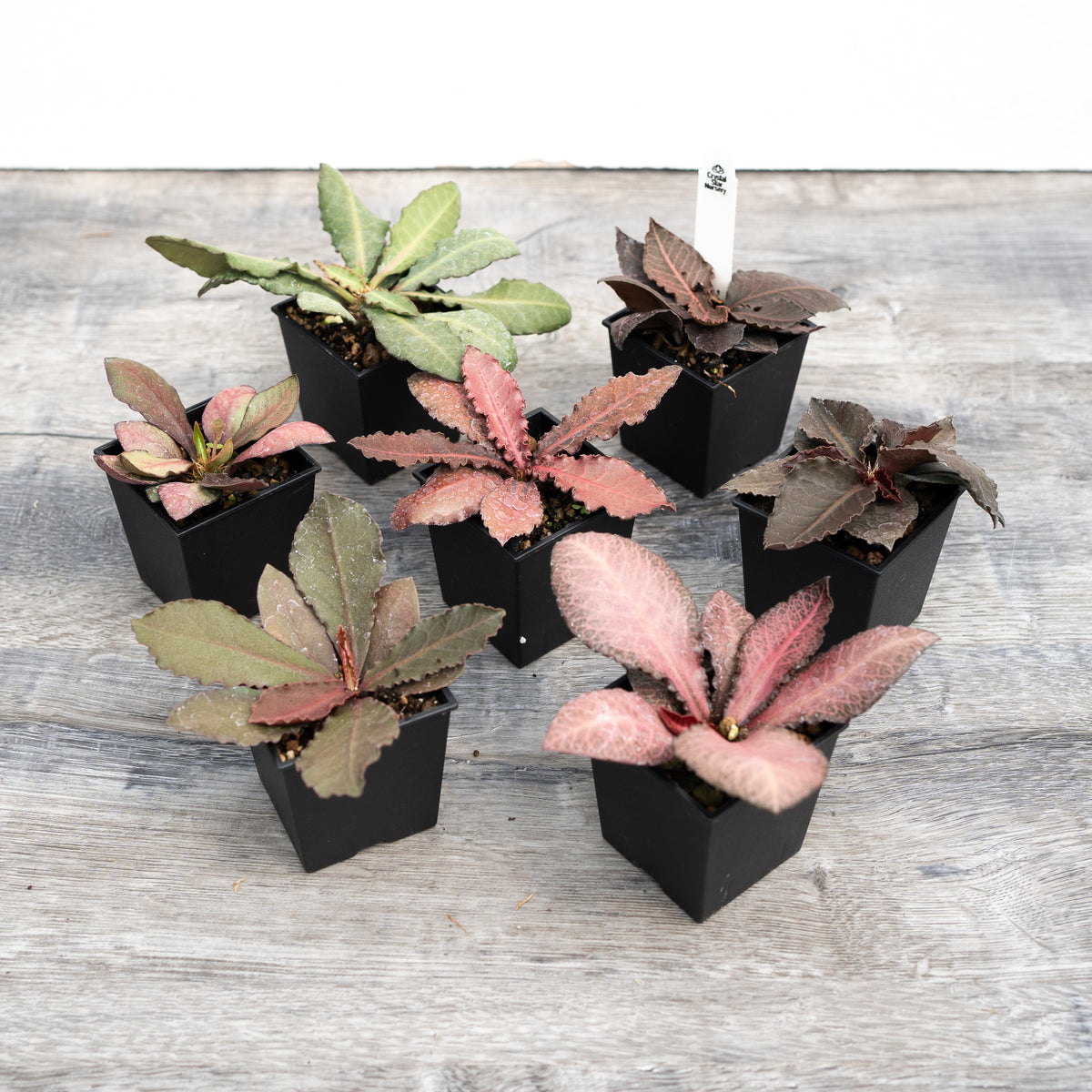 Euphorbia Francoisii Hybrid