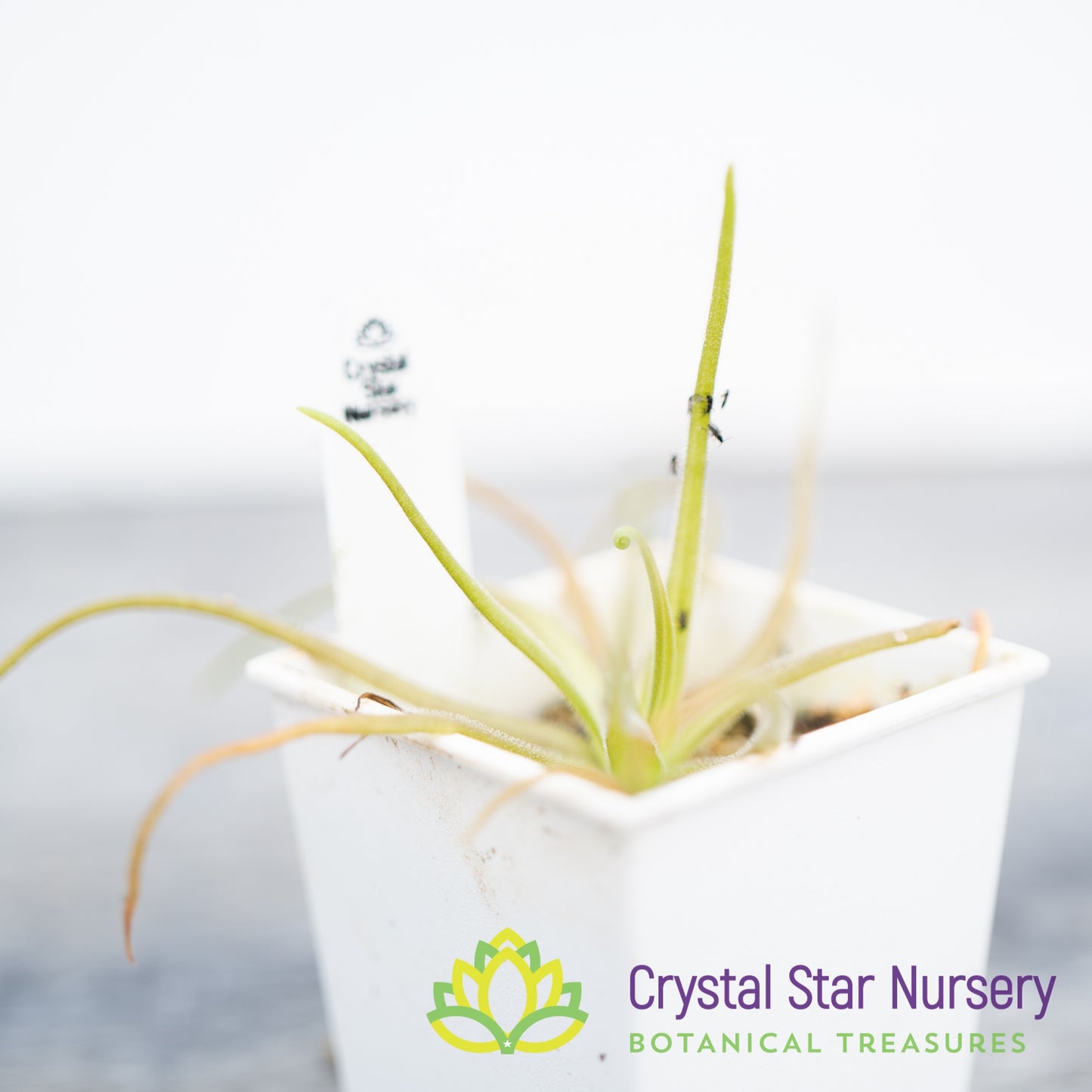 Pinguicula Gypsicola x Moctezumae