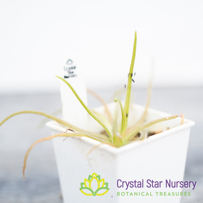 Pinguicula Gypsicola x Moctezumae