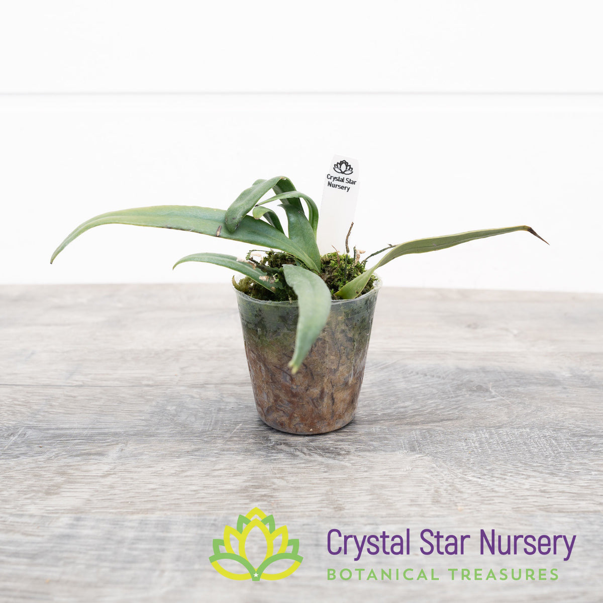 Microsorum steerei ‘Blue Star’