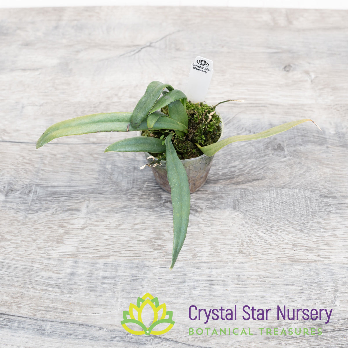 Microsorum steerei ‘Blue Star’