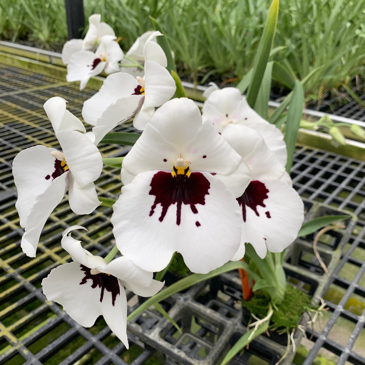 Miltoniopsis Lila Fearneyhough &#39;Rorschach&#39; (H006)