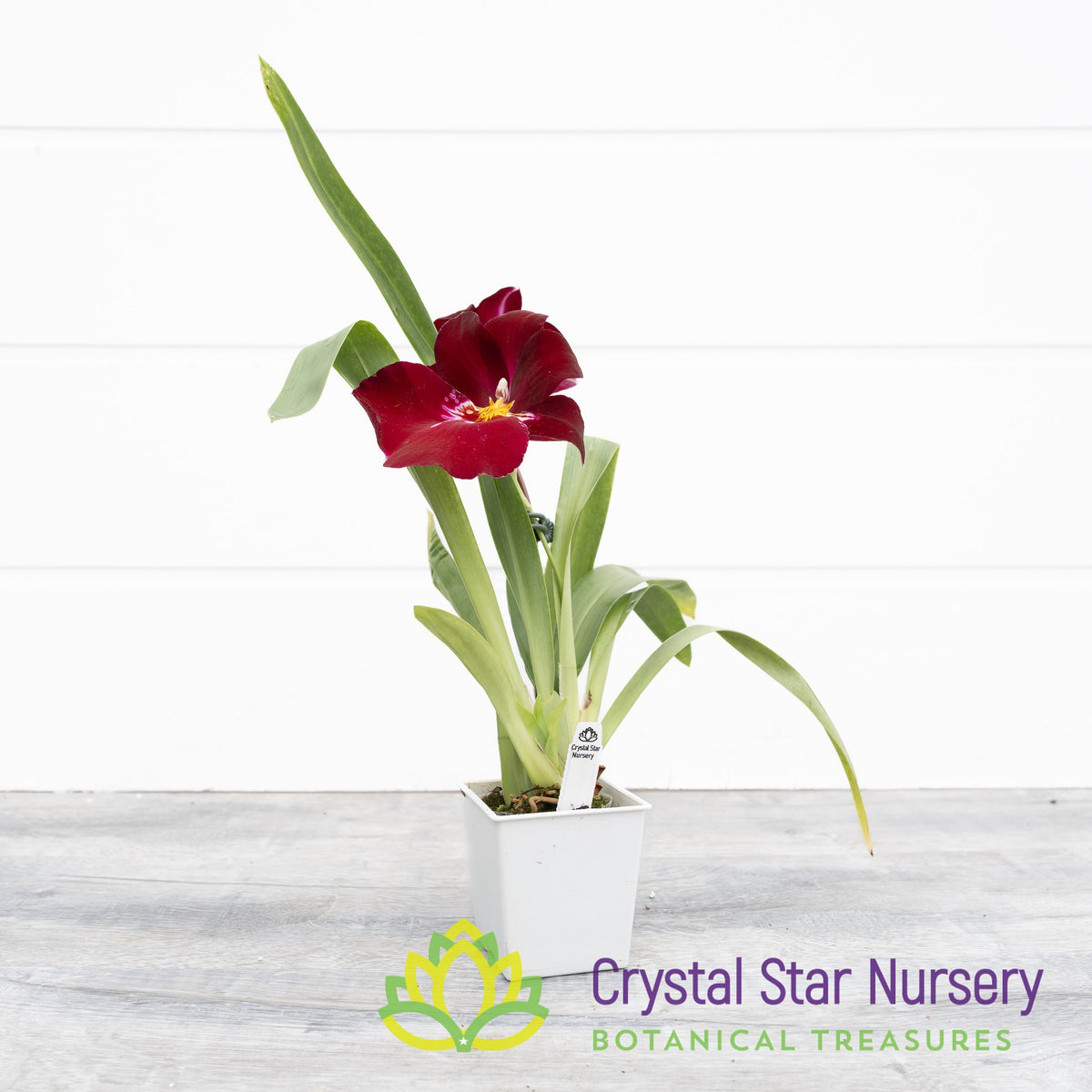 Miltoniopsis Bert Field &#39;Eileen&#39; AM/AOS