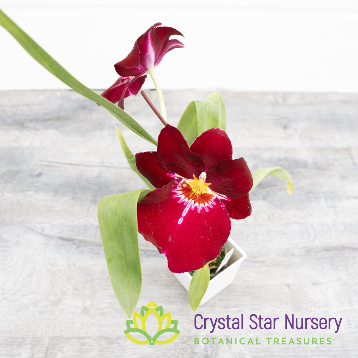 Miltoniopsis Bert Field &#39;Eileen&#39; AM/AOS