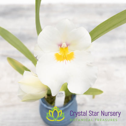 Miltonia Rene Komoda