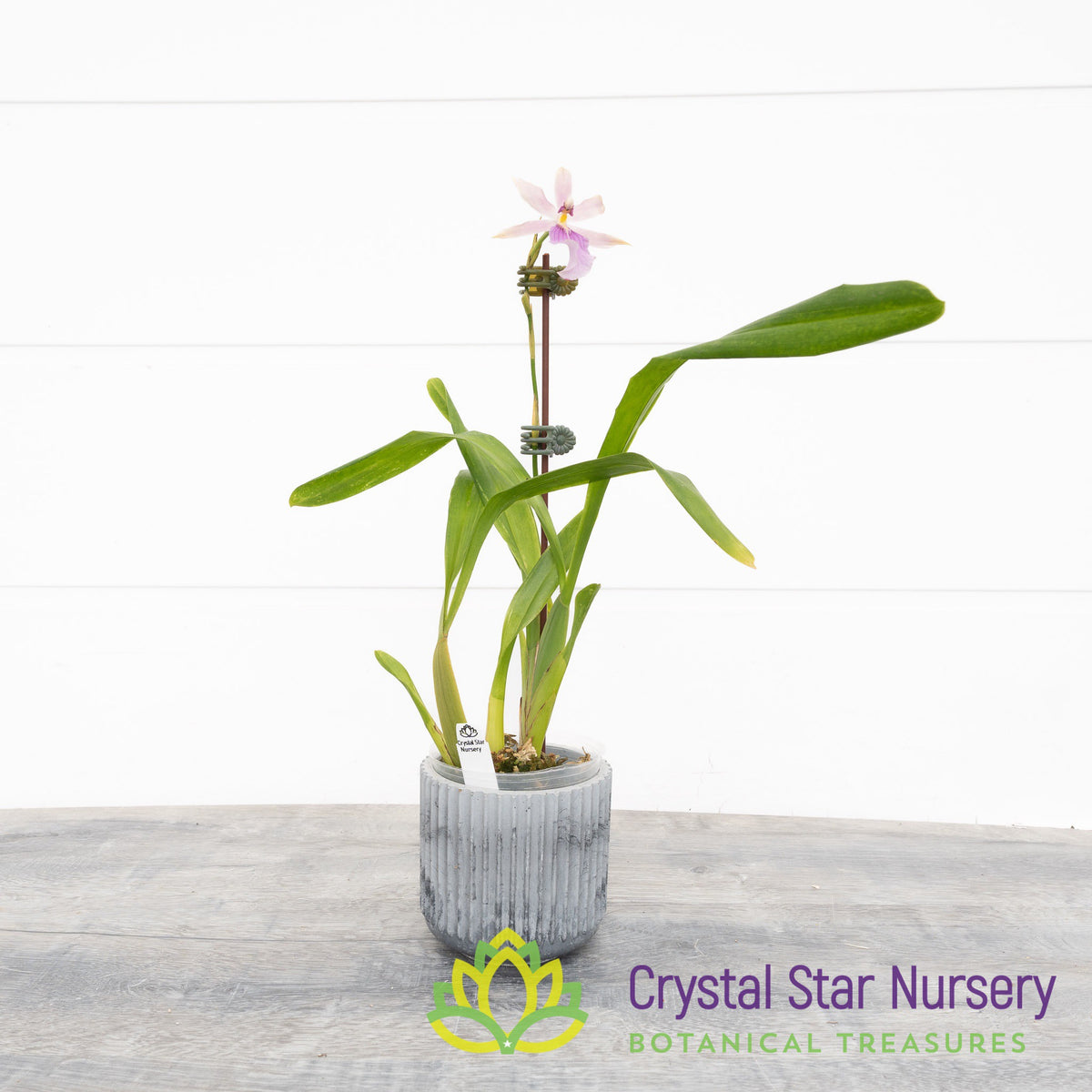 Miltonia Spectabilis