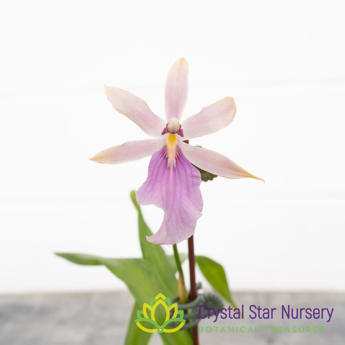 Miltonia Spectabilis