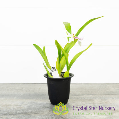 Miltonia Spectabilis var Semi Alba (#14)