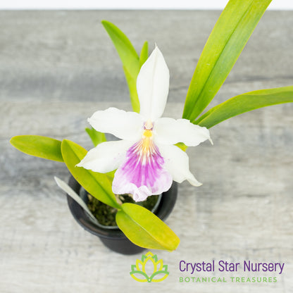 Miltonia Spectabilis var Semi Alba (#14)