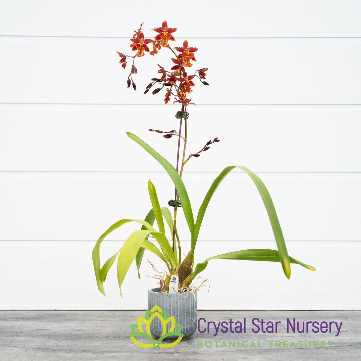 Miltonidium Guann Shin Rouge &#39;Ruby&#39; (ONC-08)