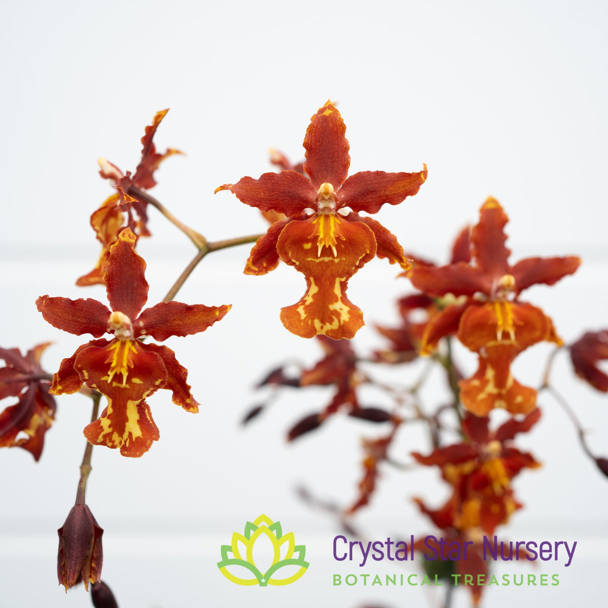 Miltonidium Guann Shin Rouge &#39;Ruby&#39; (ONC-08)