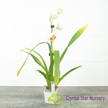 Miltoniopsis Arthur Cobbledick 'Springtime' HCC/AOS (H003)