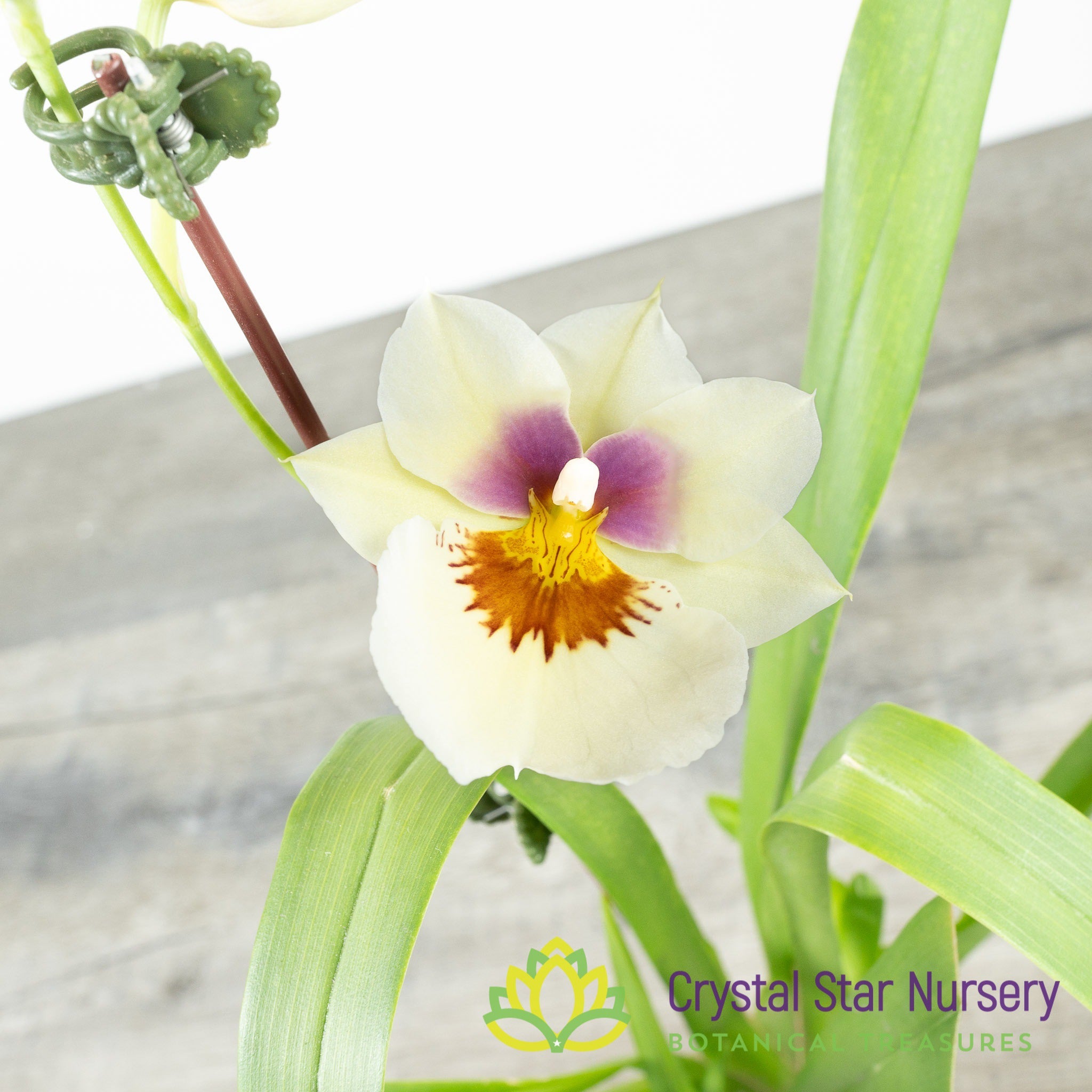 Miltoniopsis Arthur Cobbledick 'Springtime' HCC/AOS (H003