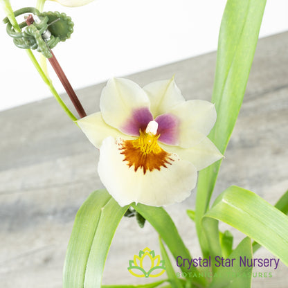 Miltoniopsis Arthur Cobbledick 'Springtime' HCC/AOS (H003)