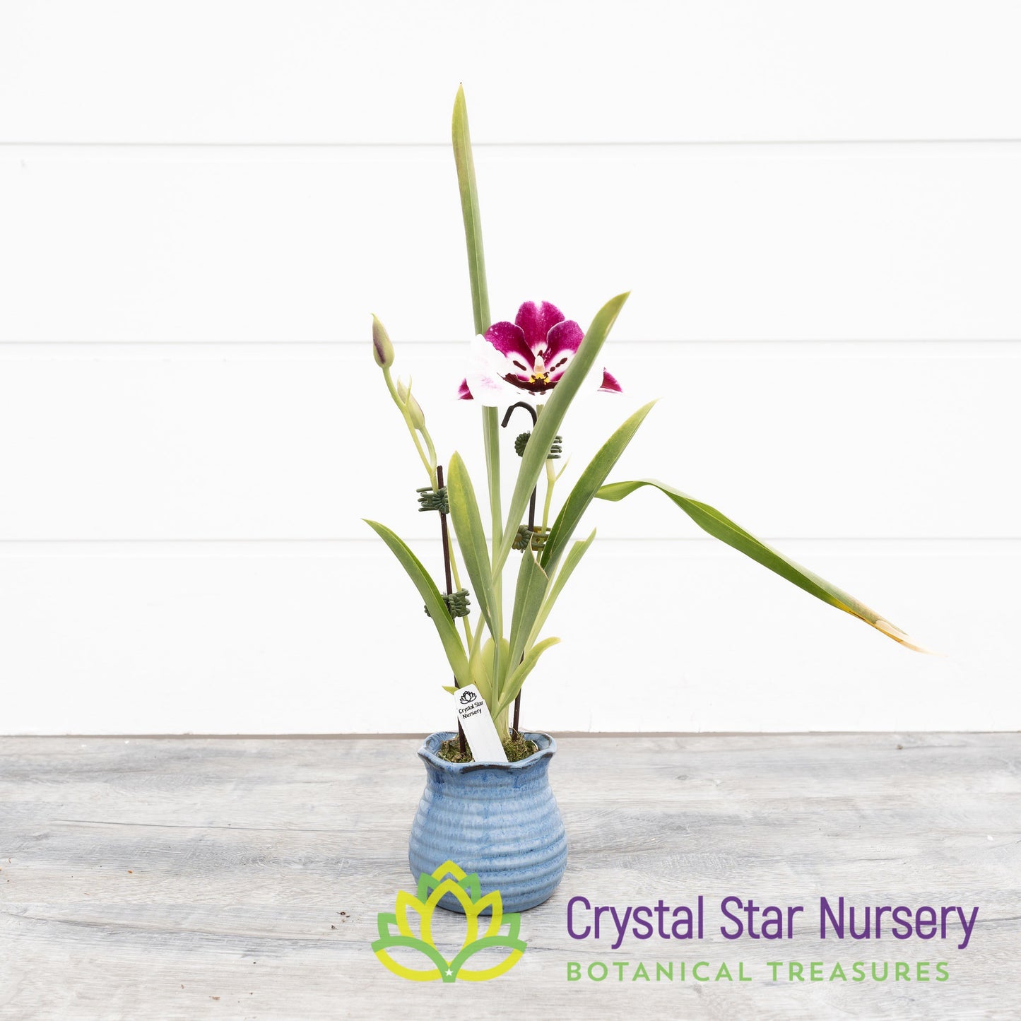 Miltoniopsis Lila Fearneyhough 'Ethel' (H949/H002)