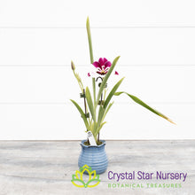 Miltoniopsis Lila Fearneyhough 'Ethel' (H949/H002)