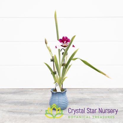 Miltoniopsis Lila Fearneyhough 'Ethel' (H949/H002)