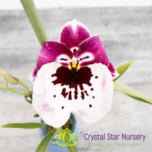 Miltoniopsis Lila Fearneyhough 'Ethel' (H949/H002)
