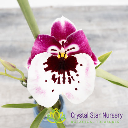Miltoniopsis Lila Fearneyhough 'Ethel' (H949/H002)