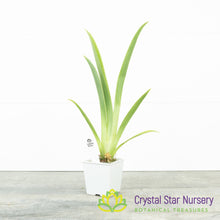Miltoniopsis Lila Fearneyhough 'Rorschach' (H006)