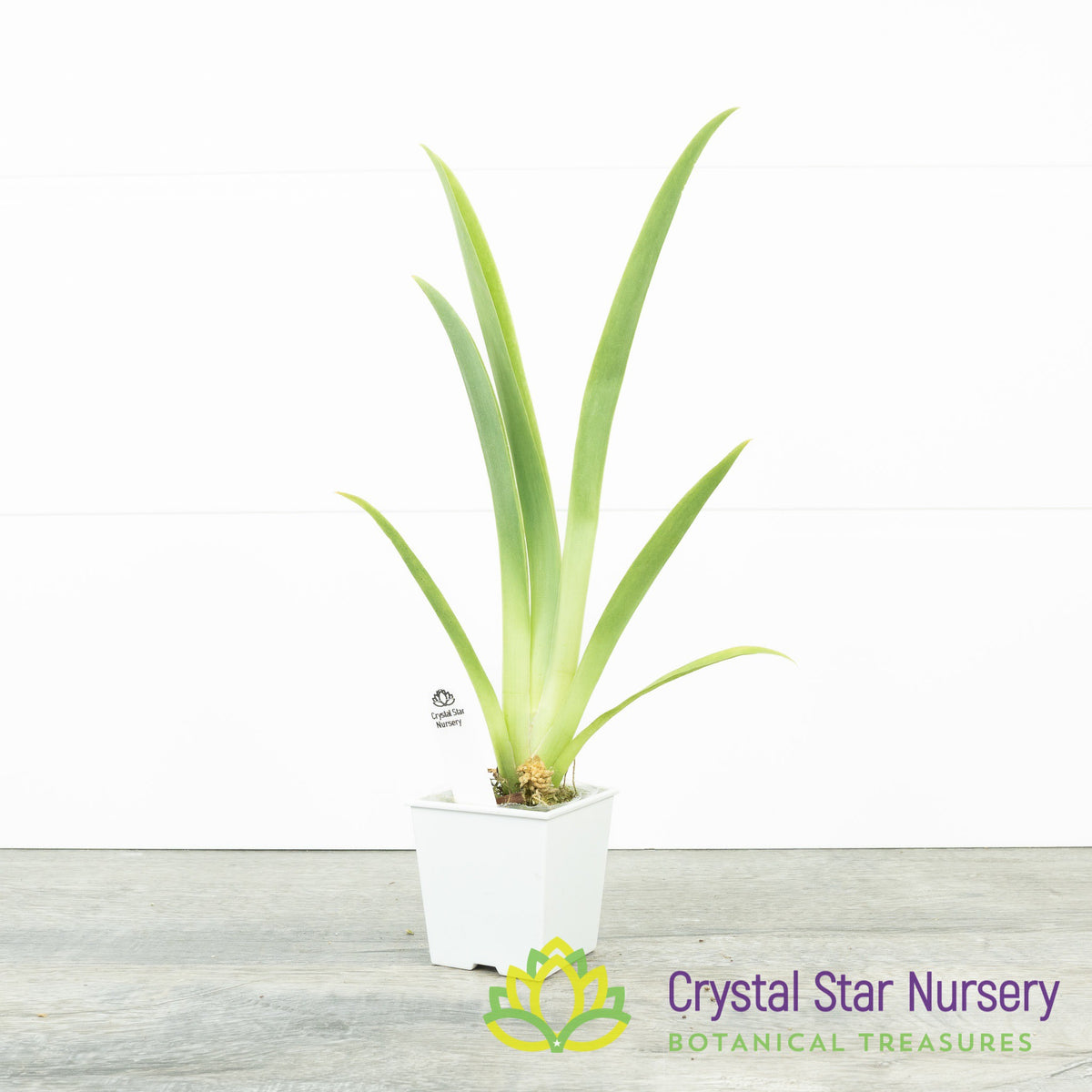 Miltoniopsis Lila Fearneyhough &#39;Rorschach&#39; (H006)