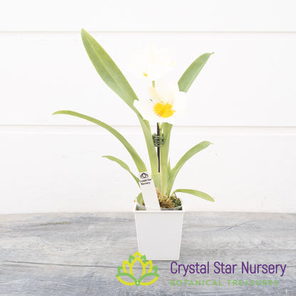 Miltoniopsis Snow Charm 'Mauna Kea' AM/AOS (H004)
