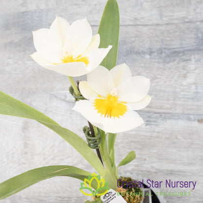 Miltoniopsis Snow Charm 'Mauna Kea' AM/AOS (H004)