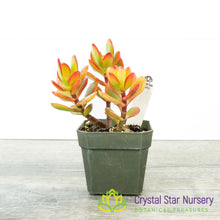 Mini Jade (Orange Red) (KJ04)