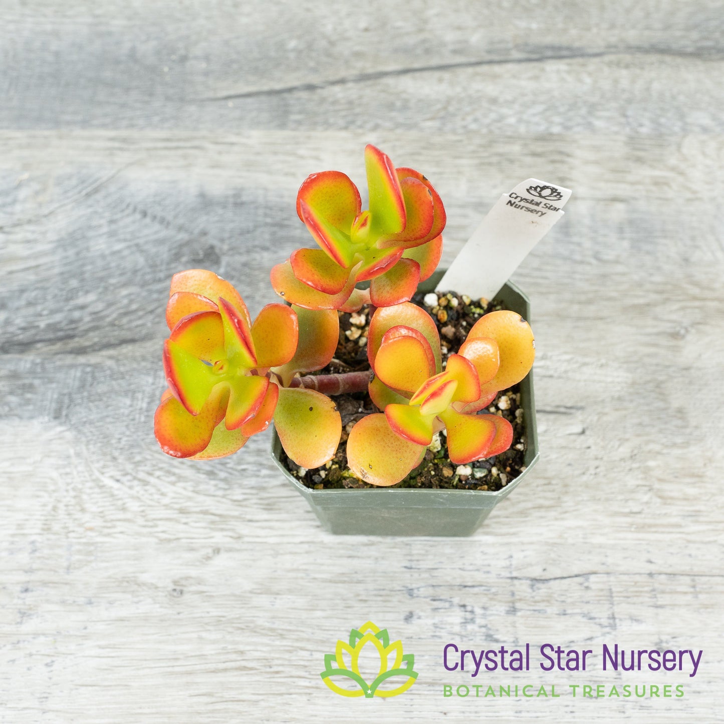 Mini Jade (Orange Red) (KJ04)