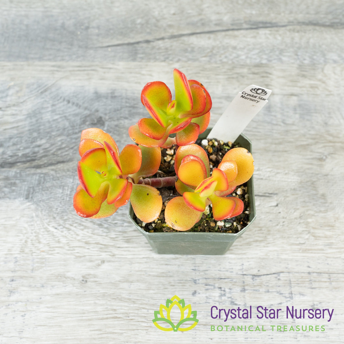 Mini Jade (Orange Red) (KJ04)