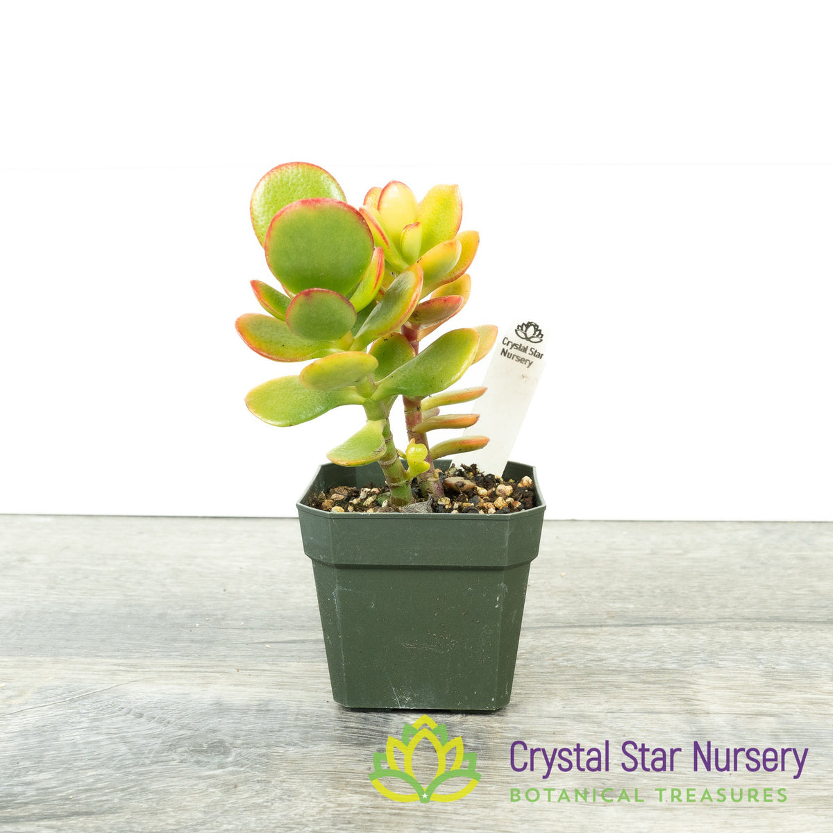 Mini Jade (Orange) (KJ03)